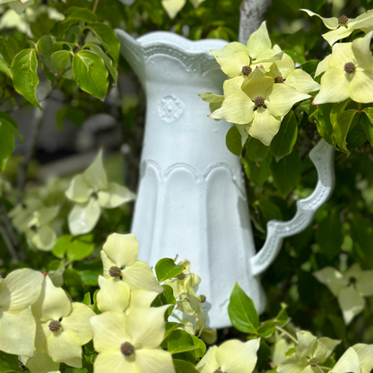 Merletto Antique Scalloped Pitcher