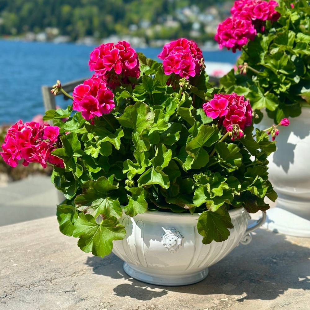 arte itallica bella bianca garden urn italian handmade stoneware white glazing with plant outside