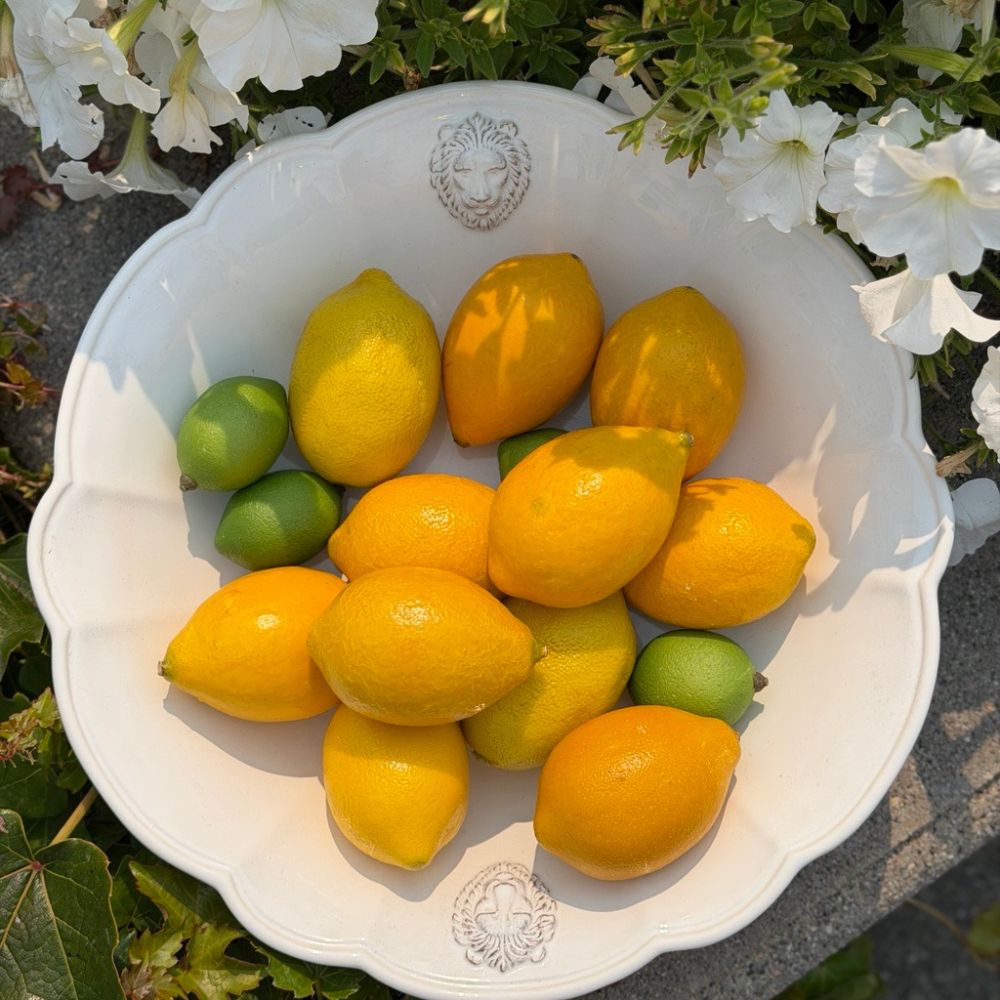 A white ceramic leone bowl with a scalloped rim and an embossed lion head motif, filled with yellow lemons and a few green limes, placed outdoors on a stone surface with white flowers around it.